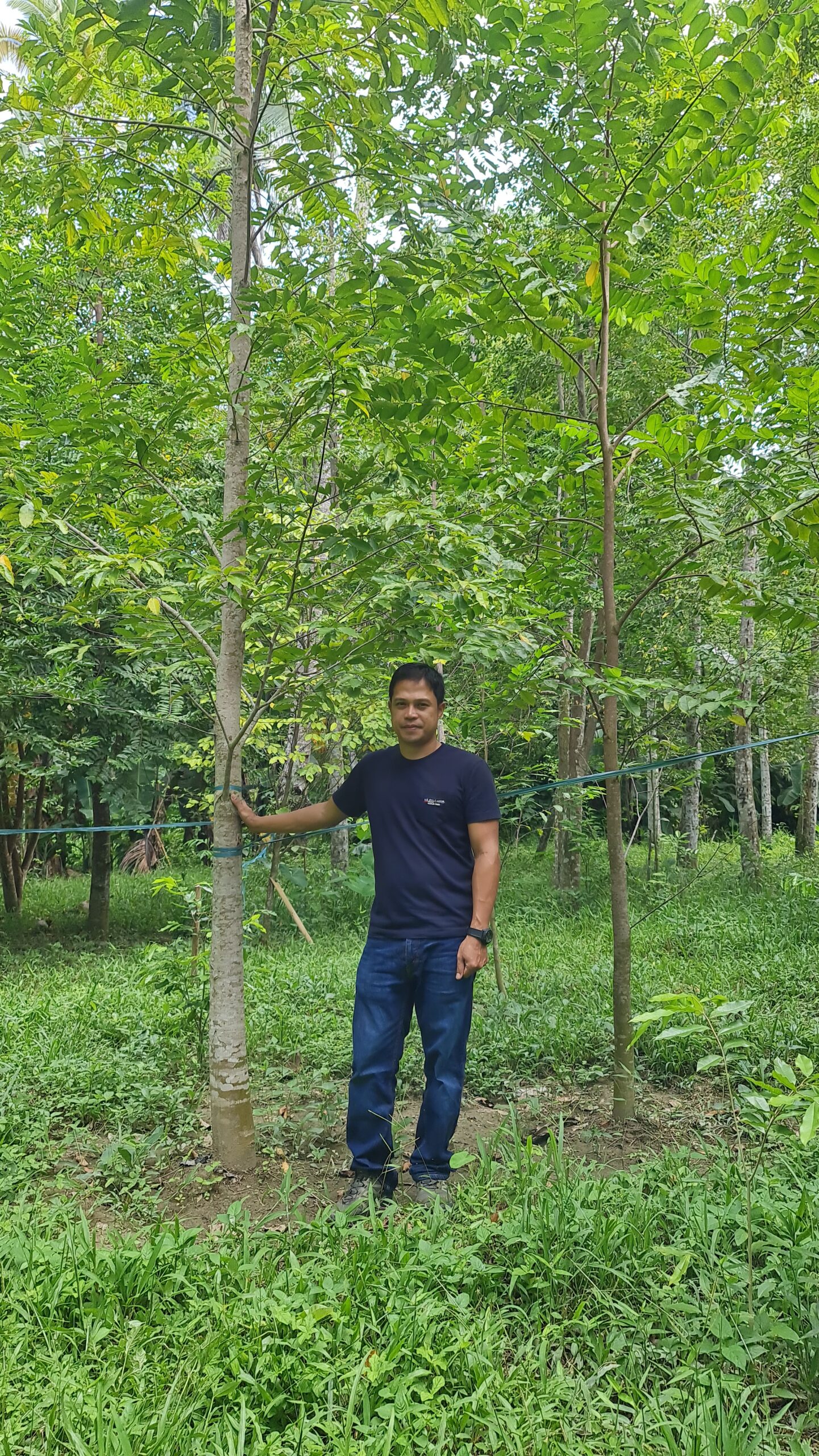 agarwoodph
