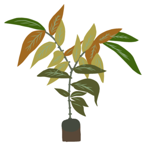 Aquilaria malaccensis